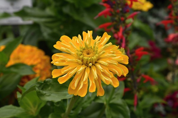 Gelbe Blume  by Irene Ragoss